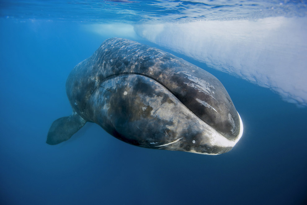 Гренландский кит поднимается к поверхности моря