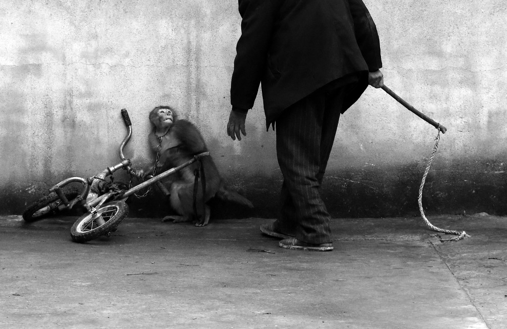 Цирковая обезьянка сжимается, когда к ней подходит тренер с палкой, провинция Аньхой, Китай