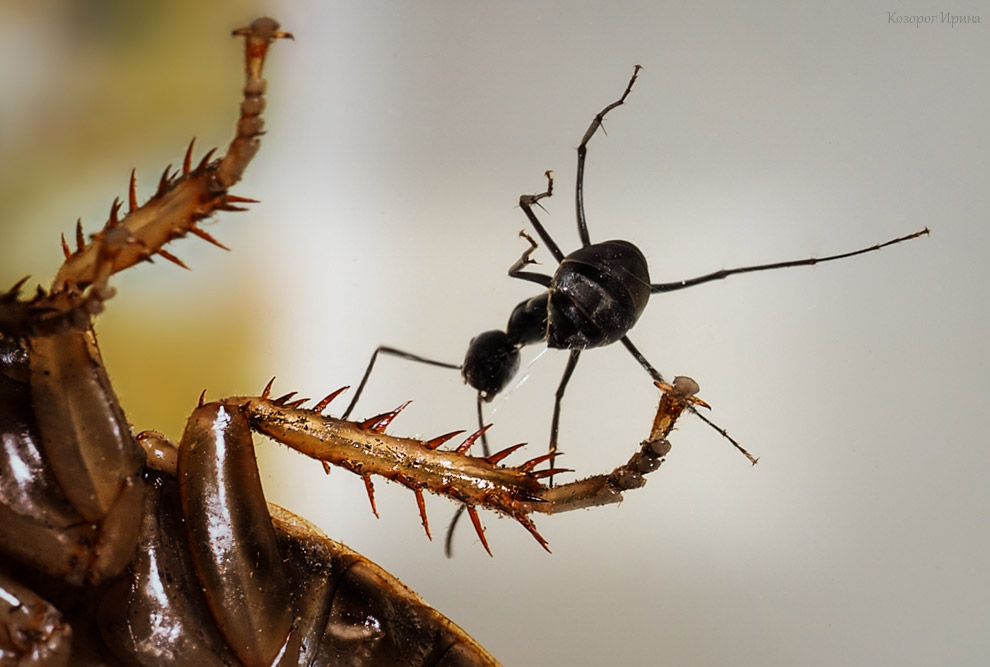 Во время боя муравей выстреливает кислоту