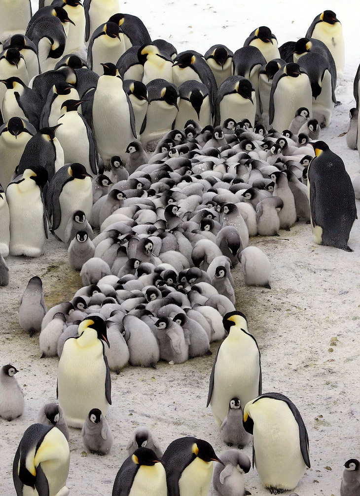 Как греются пингвины