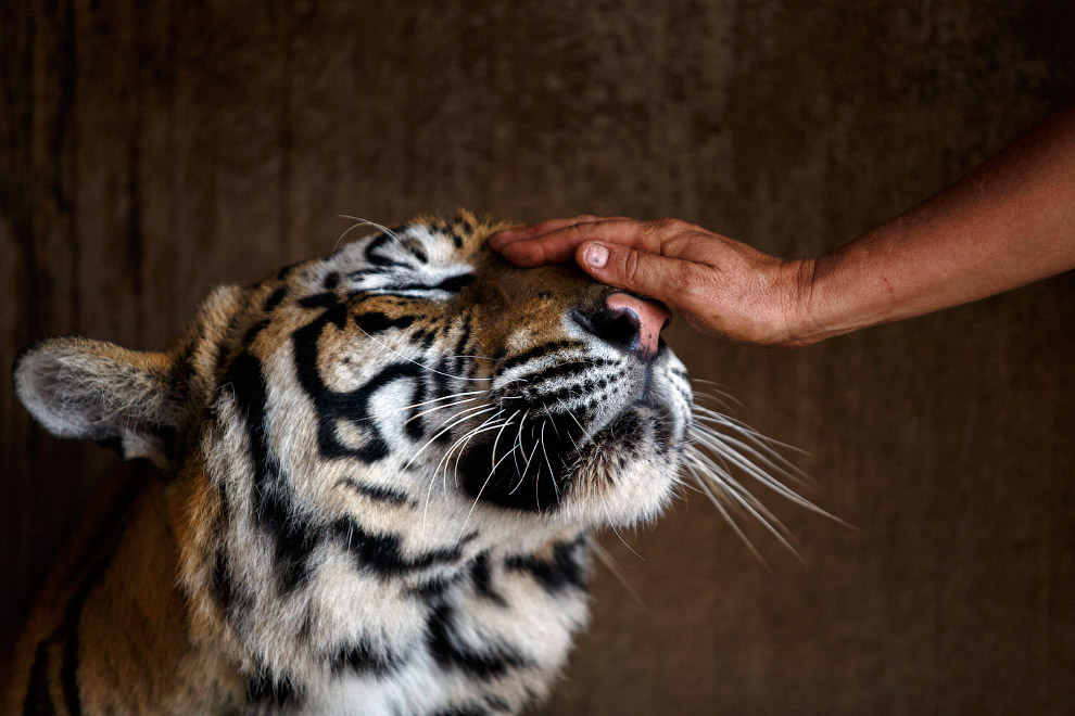 Кстати, в Храм Тигров в Таиланде можно устроиться работать волонтером