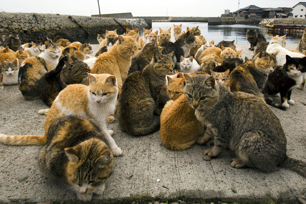 Остров кошек Аошима