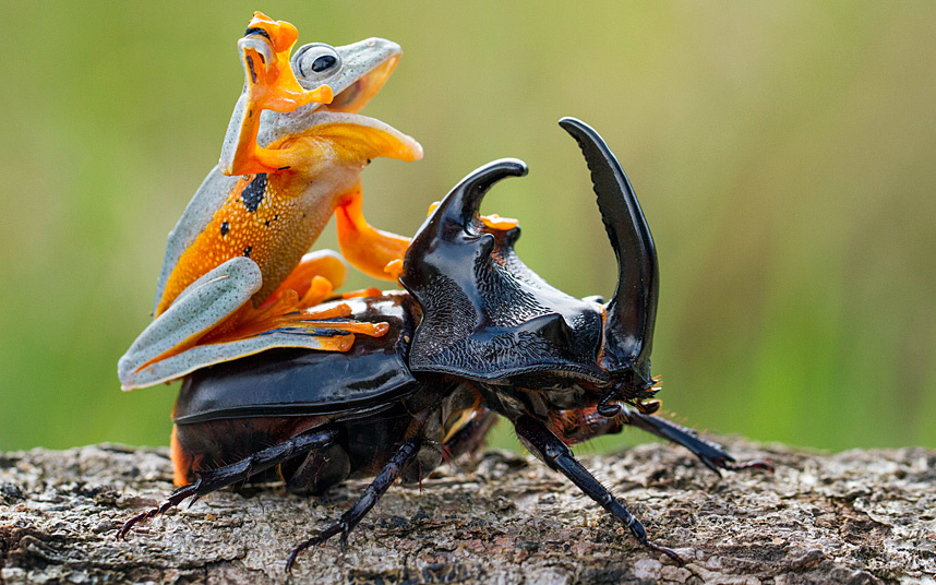 Лягушка на спине жука-усача