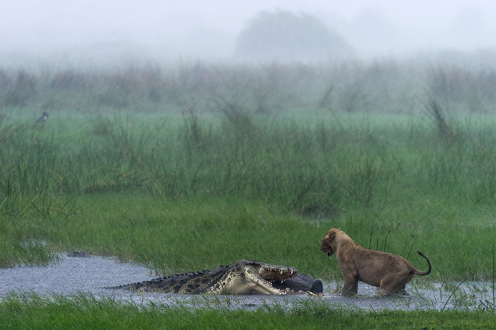 Лев и крокодил