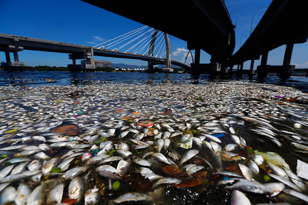 Мертвая рыба плавает на поверхности бухты Гуанабара в Рио-де-Жанейро, 24 февраля 2015