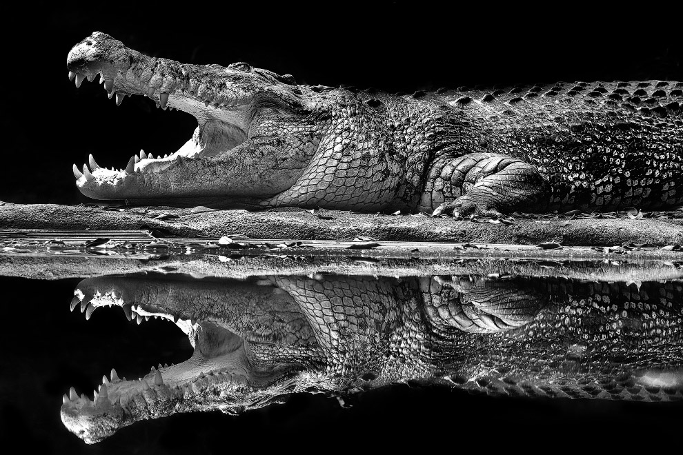 Зеркальный крокодил