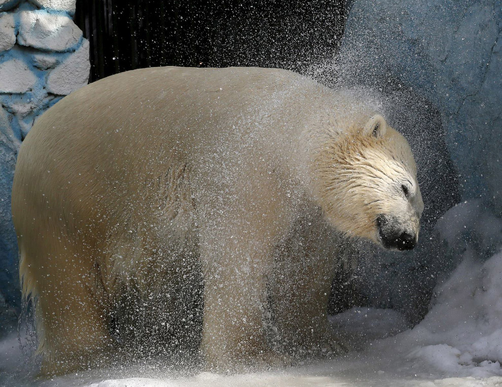 9-летний белый медведь в зоопарке Роев Ручей в Красноярске