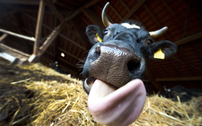 Корова пытается лизать камеру на ферме в западной Германии