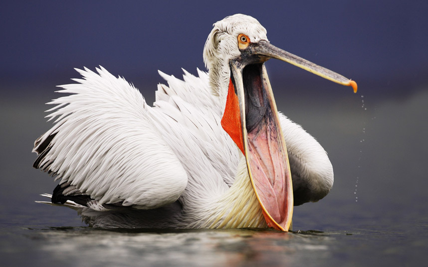 Кудрявый пеликан на рыбалке на озере в Греции