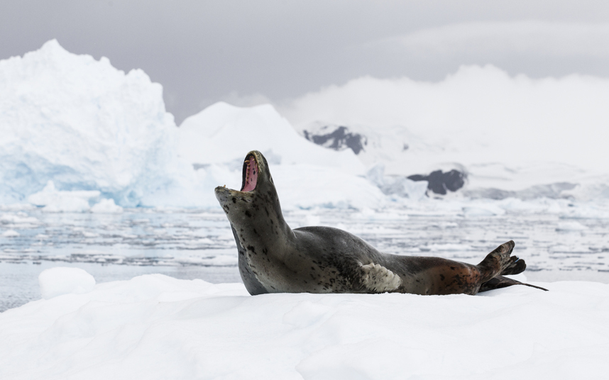 Морской леопард отдыхает на льдине