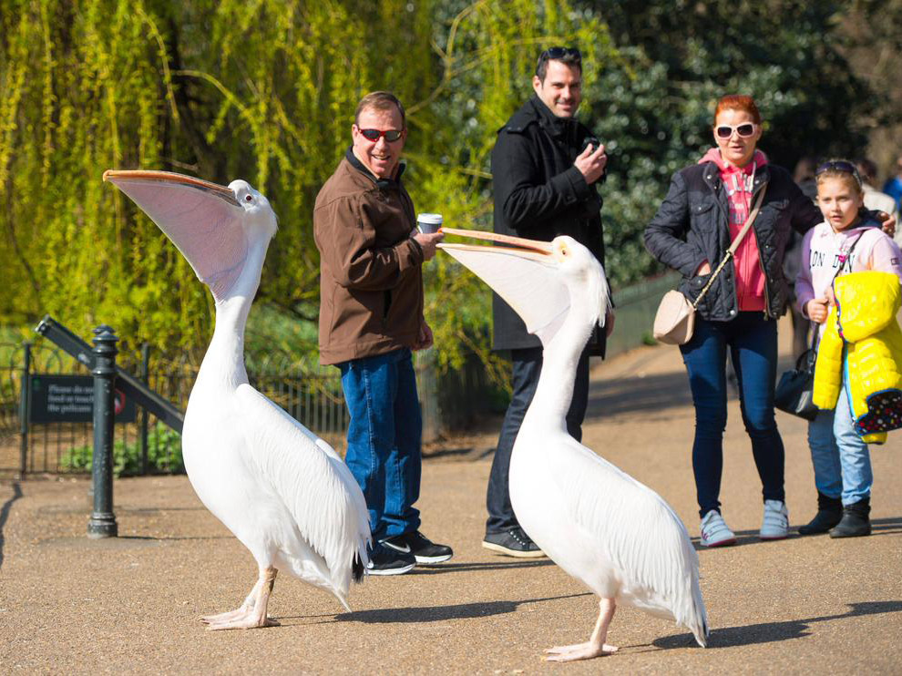 Красавцы-пеликаны в парке в центре Лондона