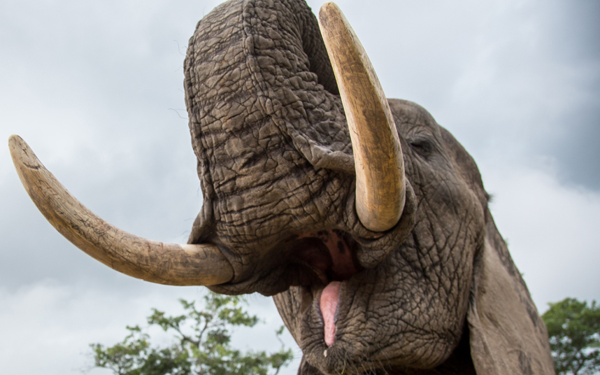 Доброжелательный слон по кличке Боксер в парке в Зимбабве