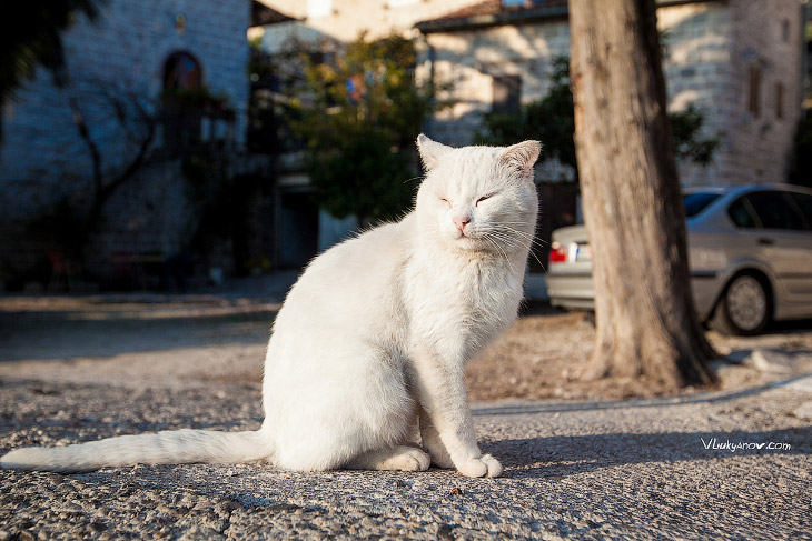 Черногорские коты