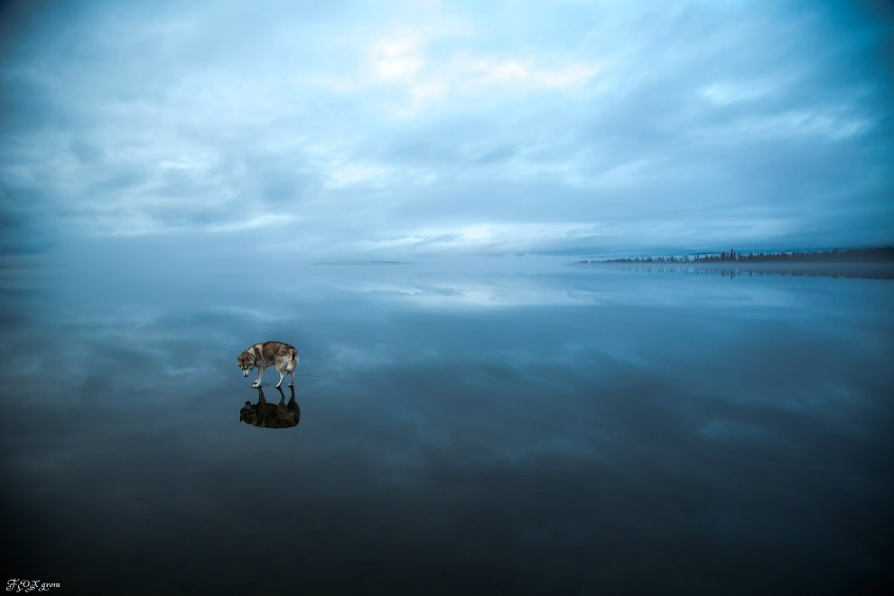 сибирские хаски гуляют по замерзшему озеру