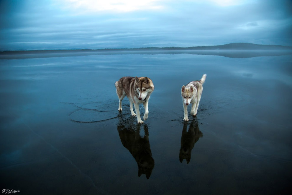 сибирские хаски гуляют по замерзшему озеру