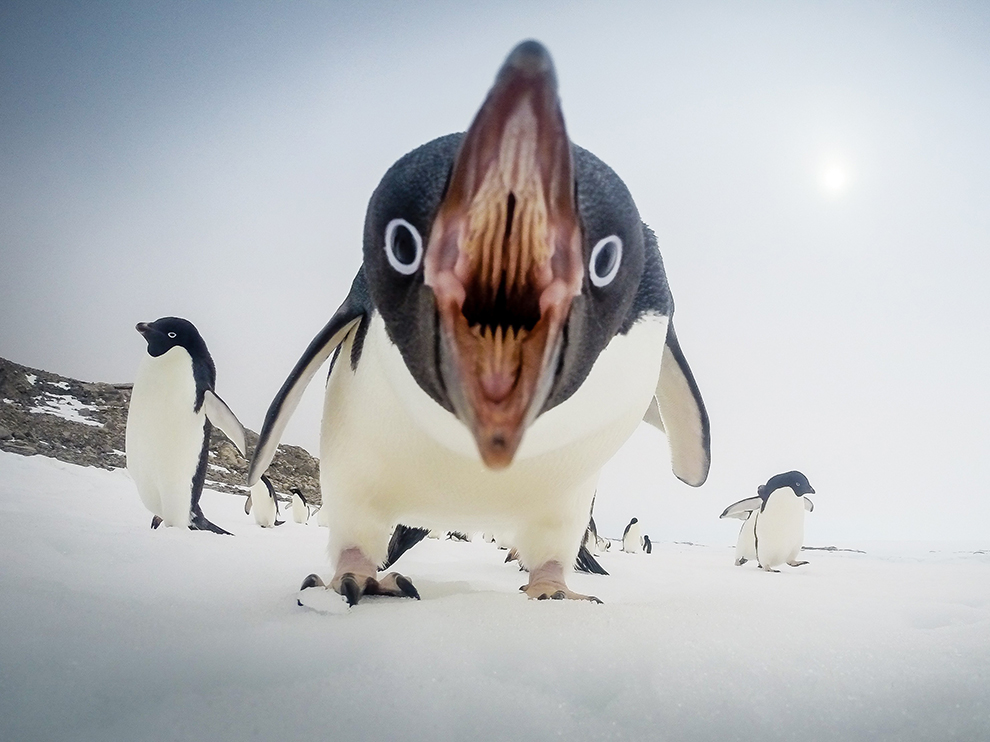 Безумный пингвин