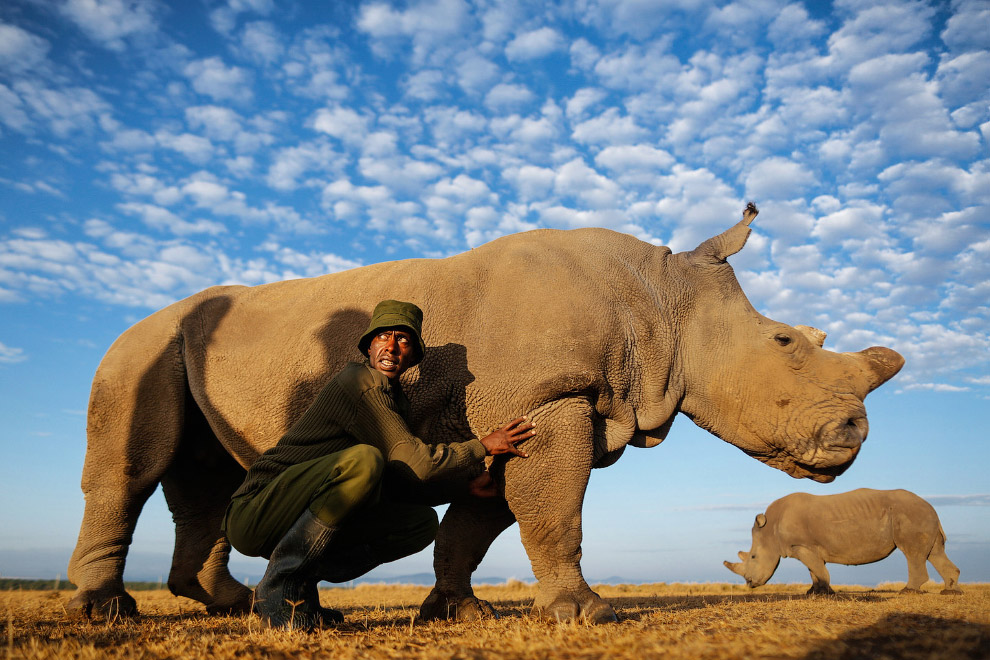 Последний белый носорог на планете
