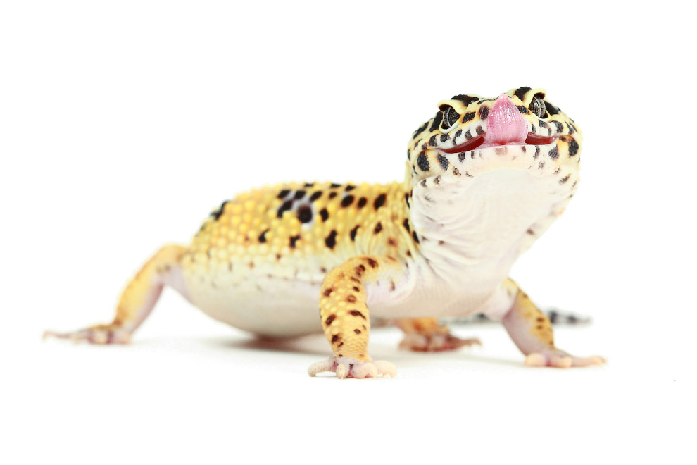 Пятнистый леопардовый геккон