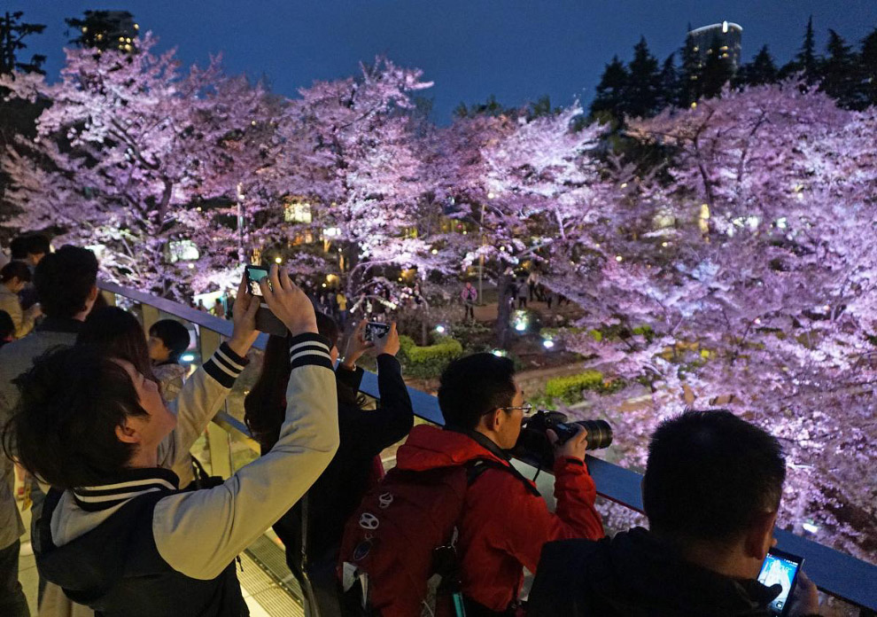 Цветение вишни в Токио