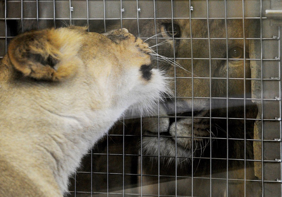 Лев и львица в клетке в зоопарке в Санкт-Петербурге