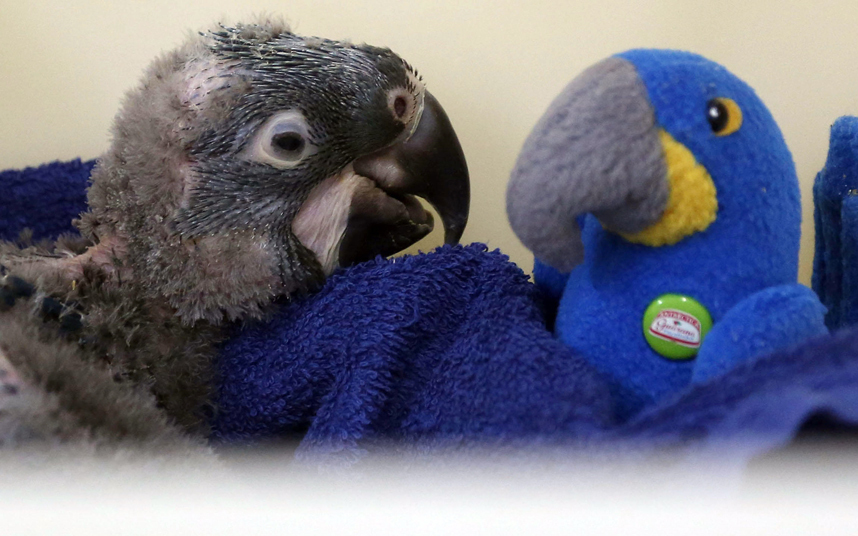 Новорожденный попугай ара знакомится с игрушкой