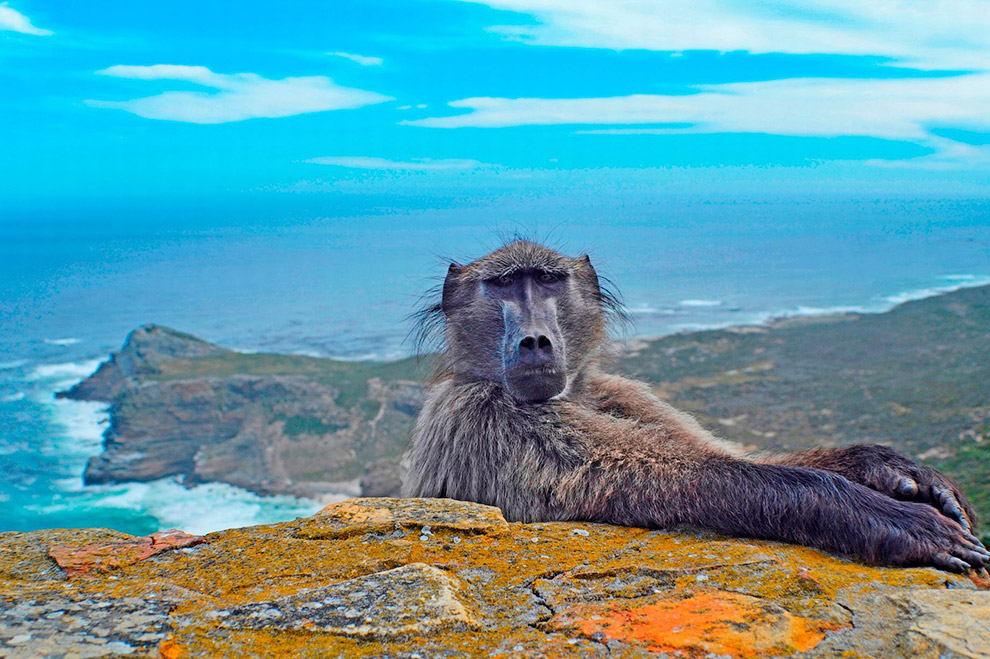 Фотограф снимал пейзажи южной оконечности Южной Африки, когда внезапно ниоткуда вылез в кадр бабуин