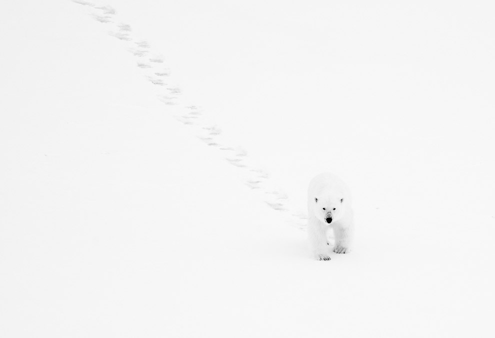Белый медведь на Шпицбергене