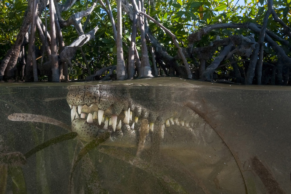 Крокодил в мангровых лесах