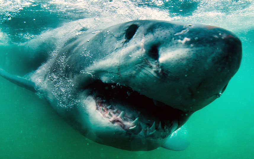 Большая белая акула в Южной Африке