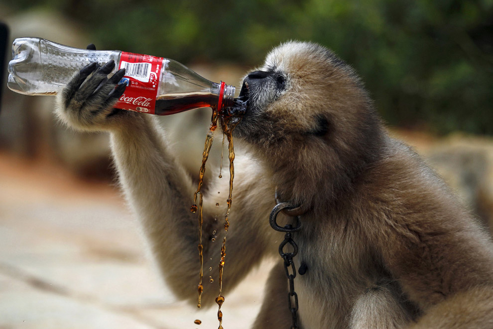 Гиббон с удовольствием пробует содержимое оставленной туристами бутылки в зоопарке в провинции Юньнань, Китай