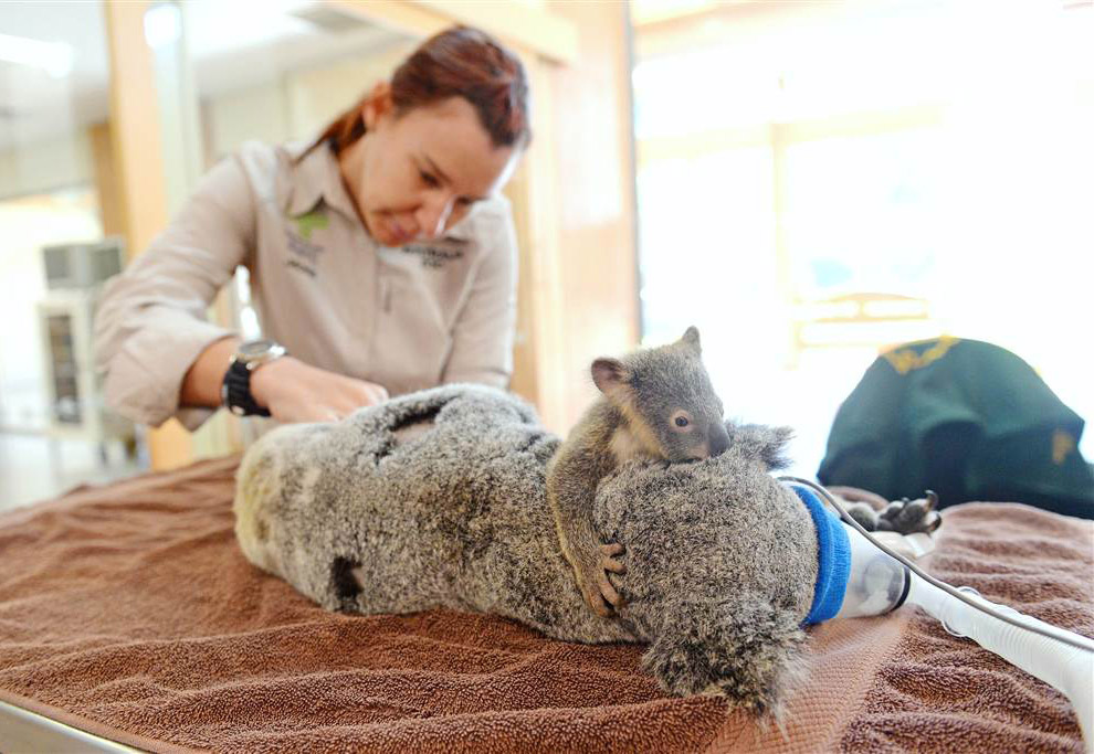 Коале делают операцию в австралийском зоопарке