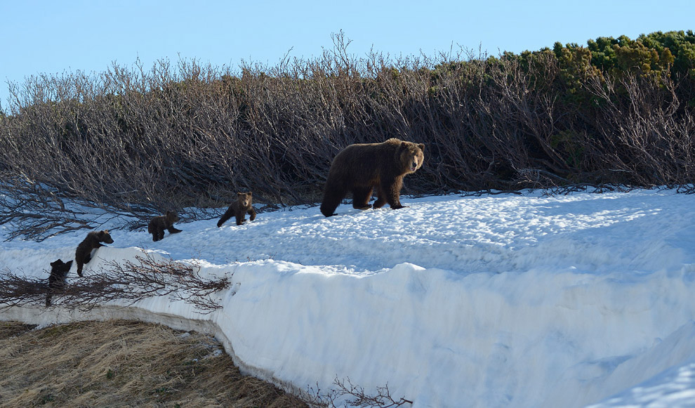 Медведь живущий в австралии. Медведи на Камчатке зима. Южно-Камчатский заказник. Южно Камчатский заказник самый большой медведь.