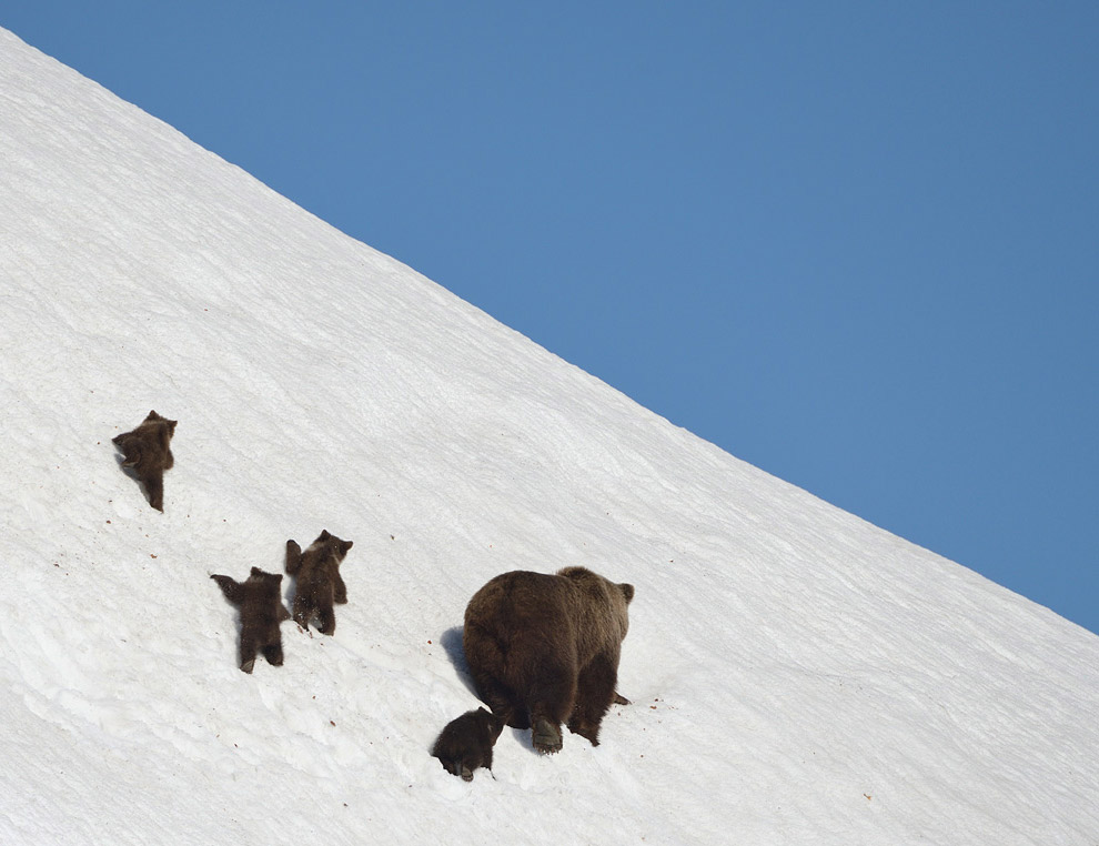 Жизнь медведей на Камчатке