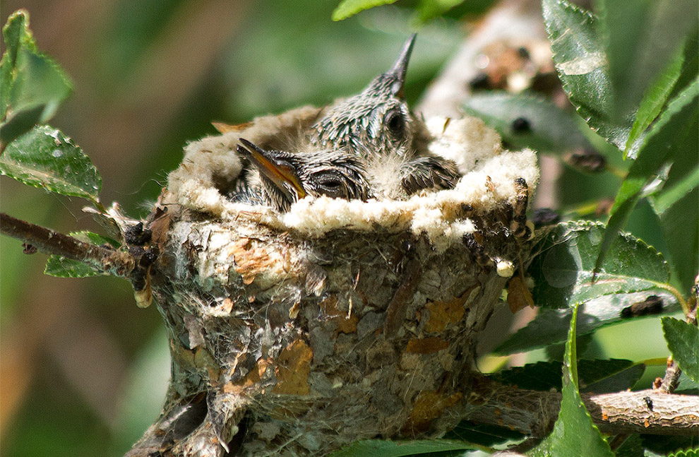 Птенцы колибри