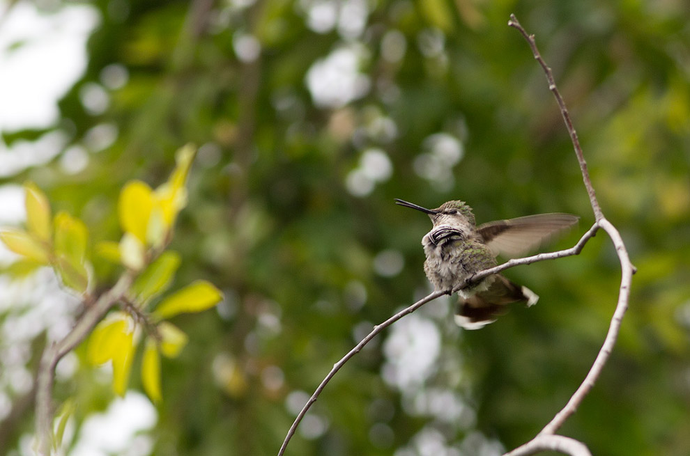 Птенцы колибри
