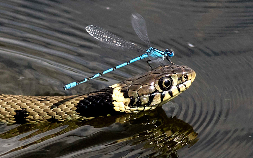 Ленивая стрекоза плывет на змее по пруду