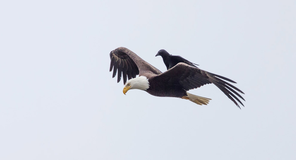 Ворона катается на спине лысого орла, Вашингтон, США