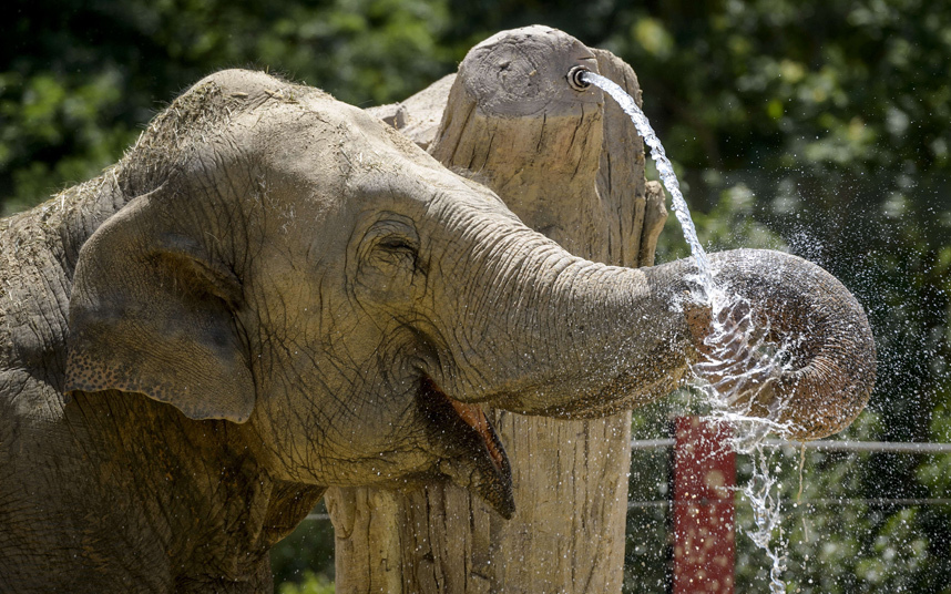Слон охлаждается во время дары в мадридском зоопарке