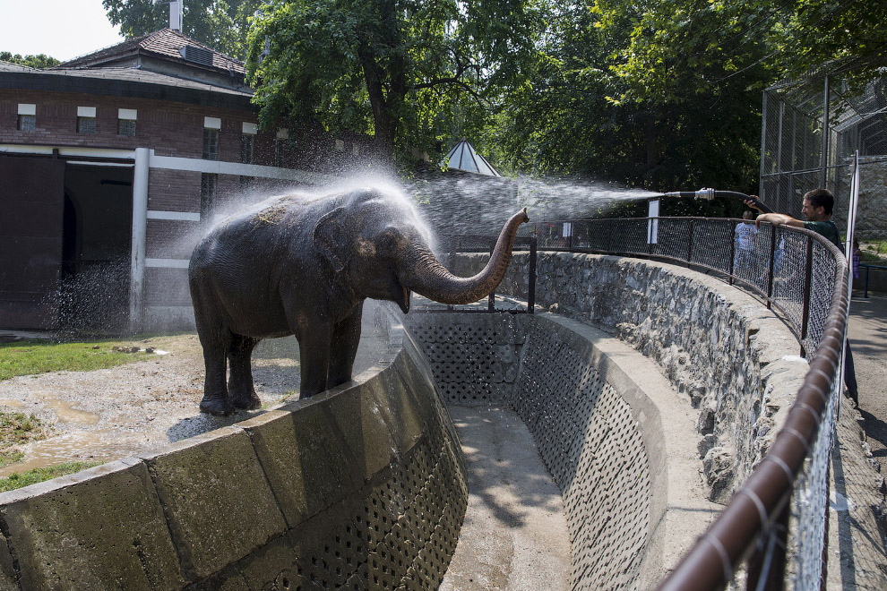 Охлаждение слона в зоопарке в Белграде, Сербия