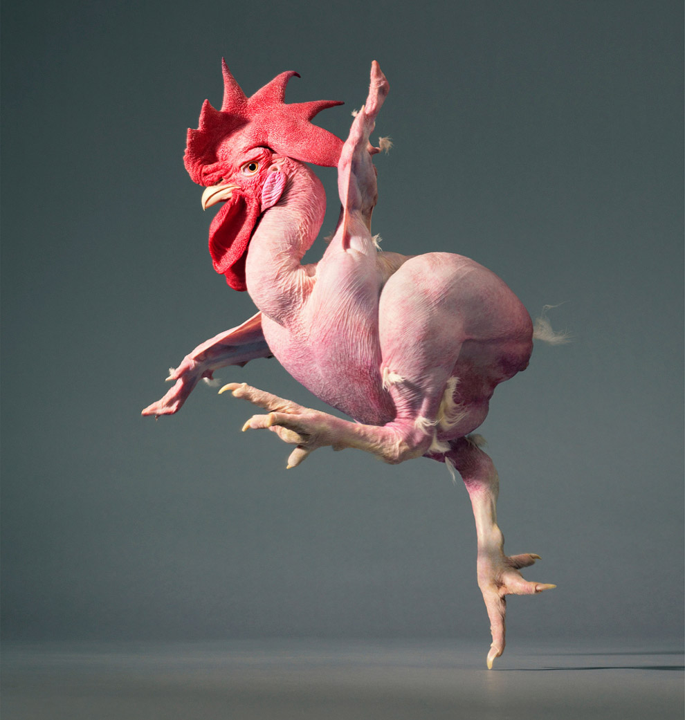 Курица-балерина