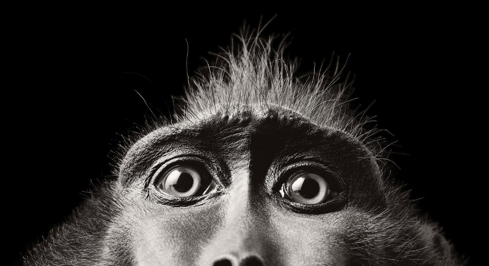 Глаза обезьяны