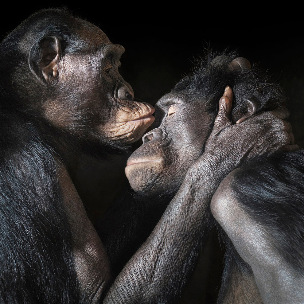 Пара карликовых шимпанзе бонобо