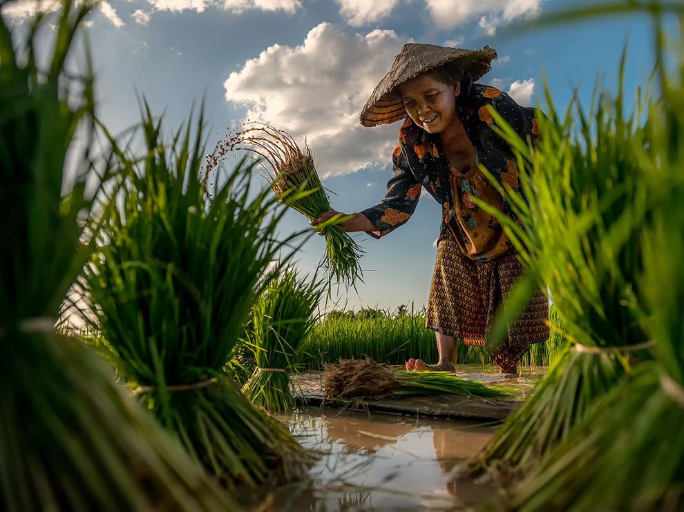 На рисовом поле в Таиланде