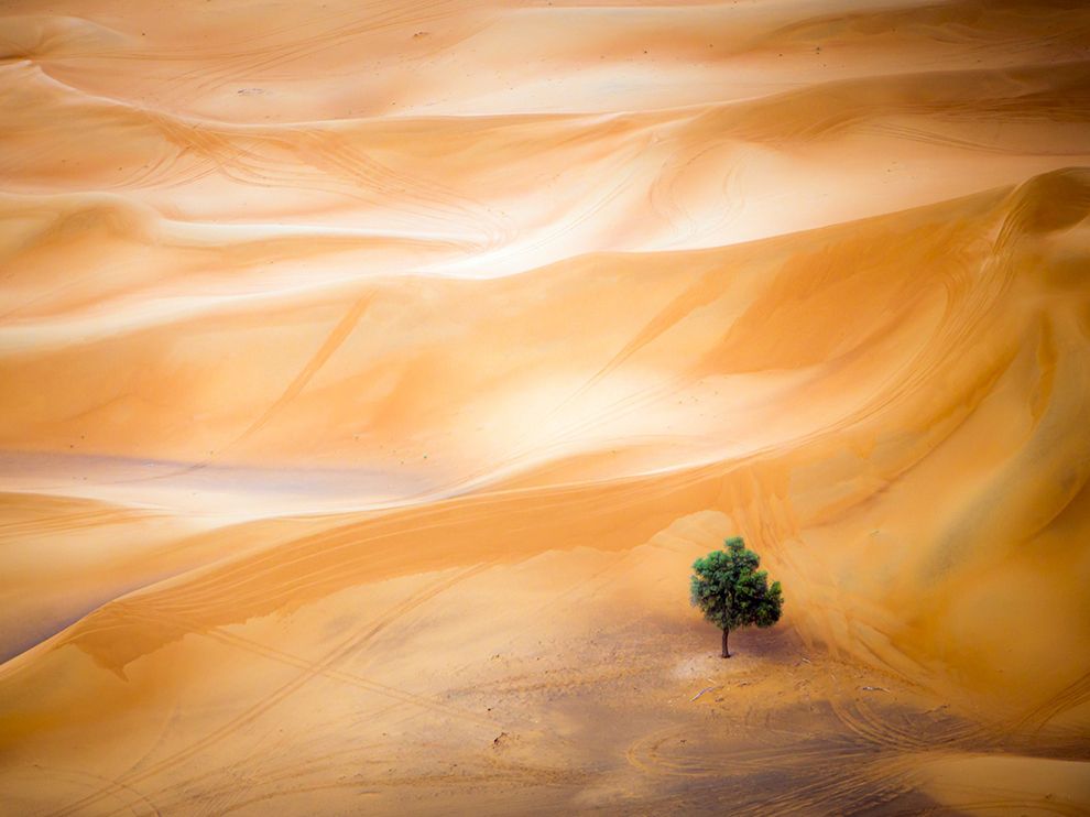 Одинокое дерево в пустыне в Дубаи