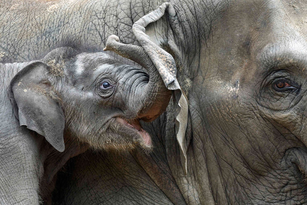 Шепнуть на ушко. Слоны-братья в зоопарке в Гамбурге, северная Германия