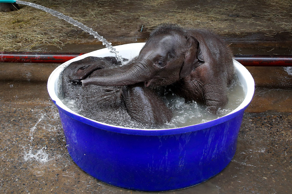 Пока слоны маленькие, оказывается, их удобно мыть в тазу