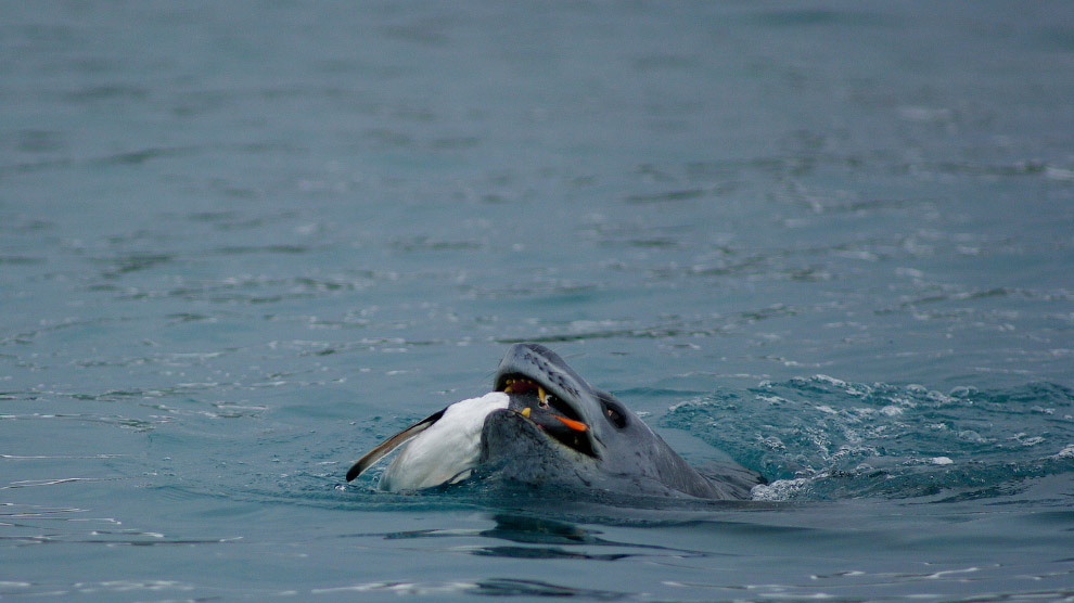 Морской леопард поймал пингвина