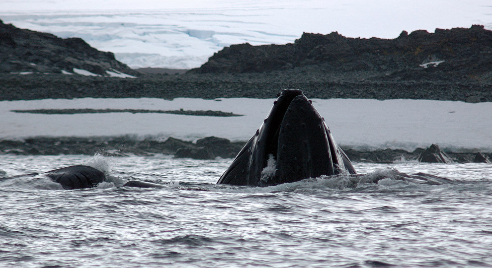 Горбатый кит вблизи станции Палмер