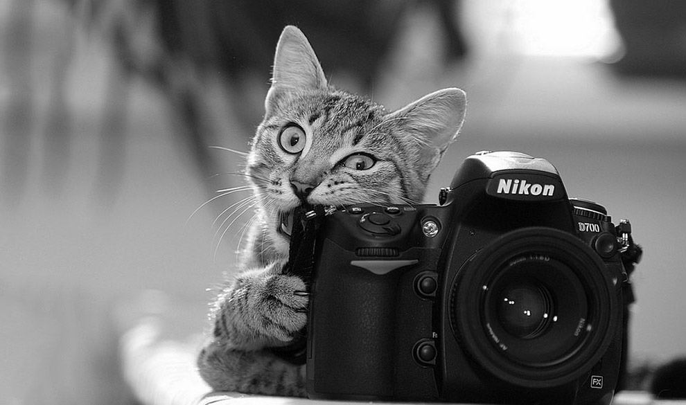 Кошачий фотограф
