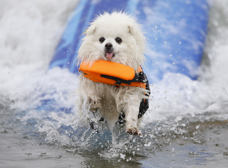 Собачий серфинг в Калифорнии 2015